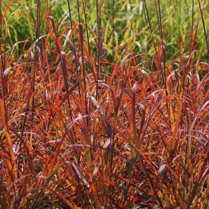 Red October Big Bluestem