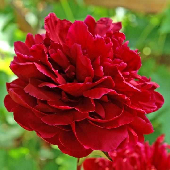Red Sarah Bernhardt Peony