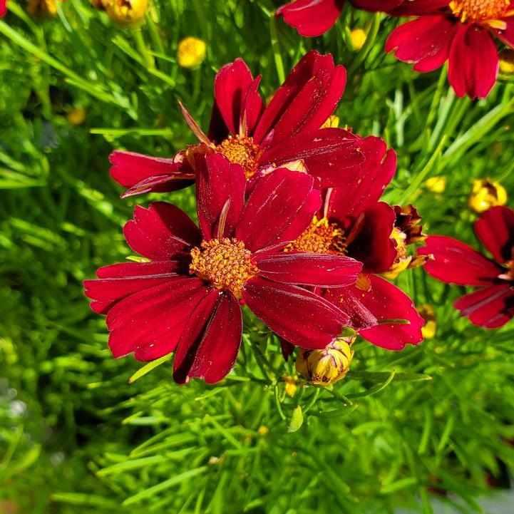 Red Satin Tickseed