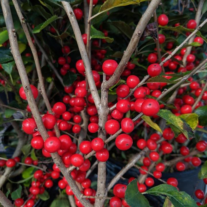 Red Sprite Winterberry