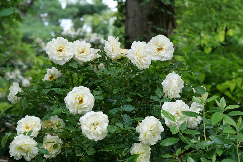 Reminiscent® Crema Rose