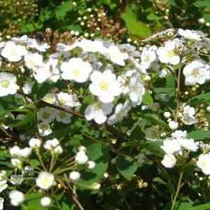 Renaissance Spiraea