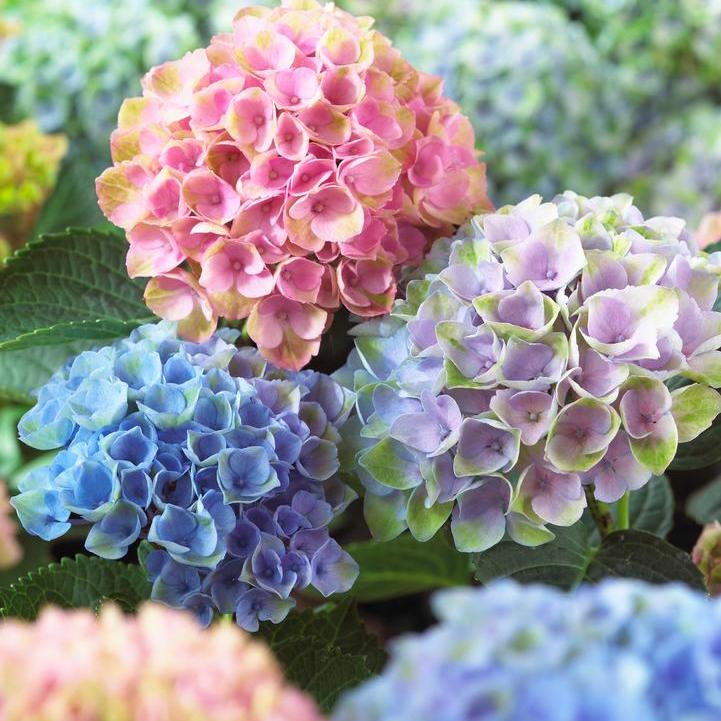 Revolution Hydrangea