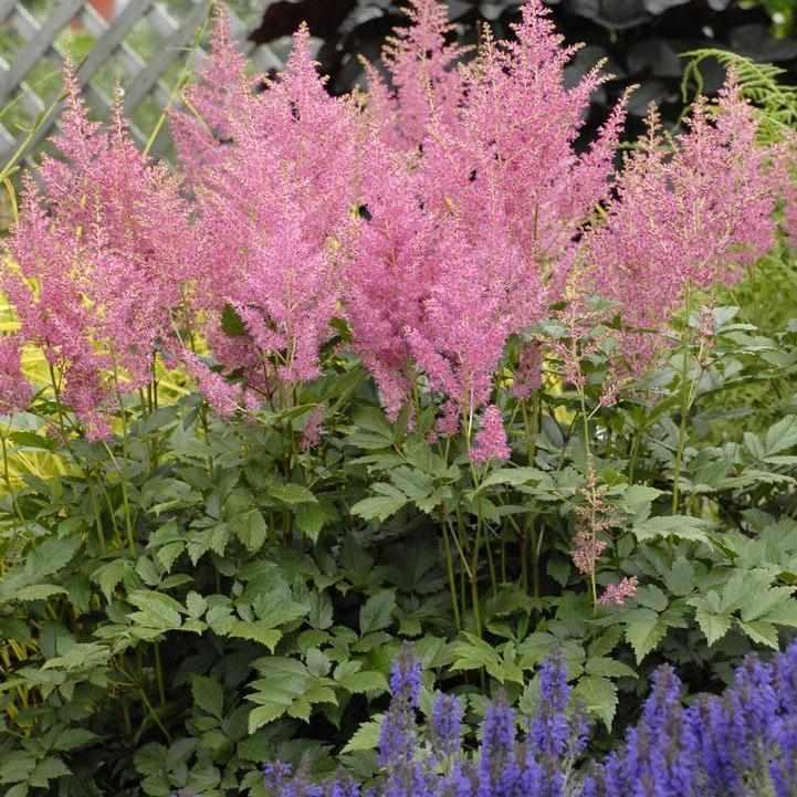 Rheinland Astilbe