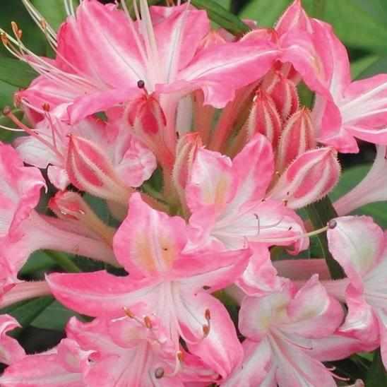 Ribbon Candy Swamp Azalea