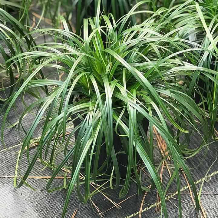 Ribbon Falls Sedge