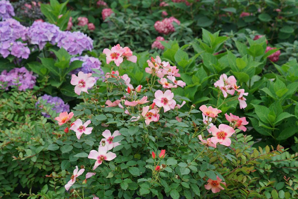 Ringo All-Star Rose