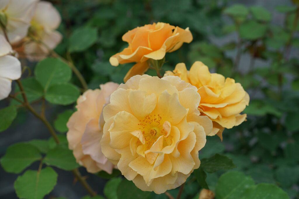 Rise Up Amberness® Mini Climber Rose