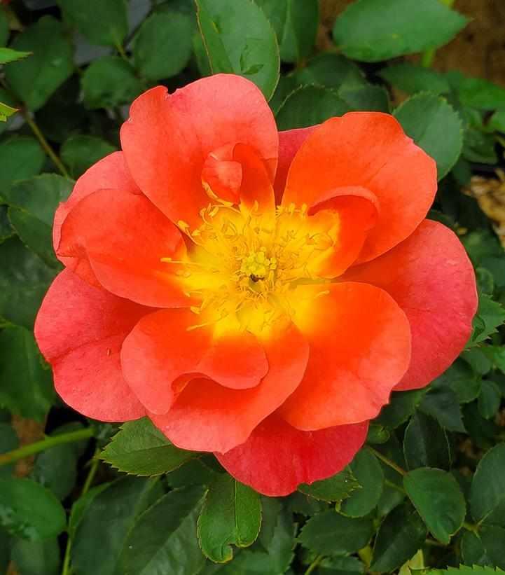 Rise Up® Emberays Climbing Rose