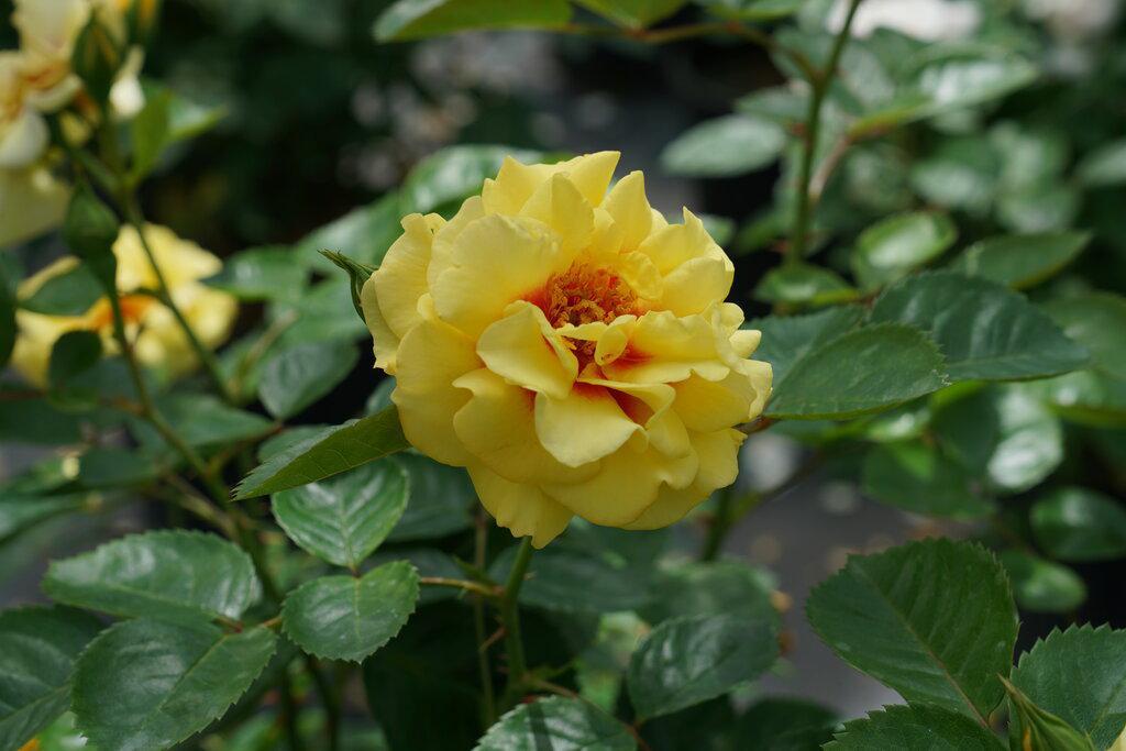 Rise up® Ringo® Mini Climber Rose