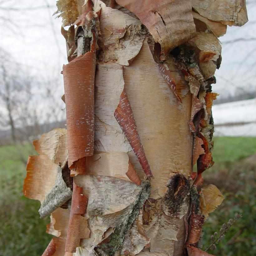 River Birch