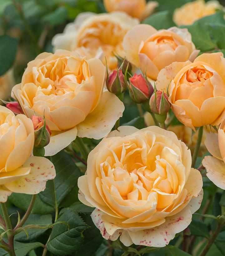 Roald Dahl David Austin® Rose
