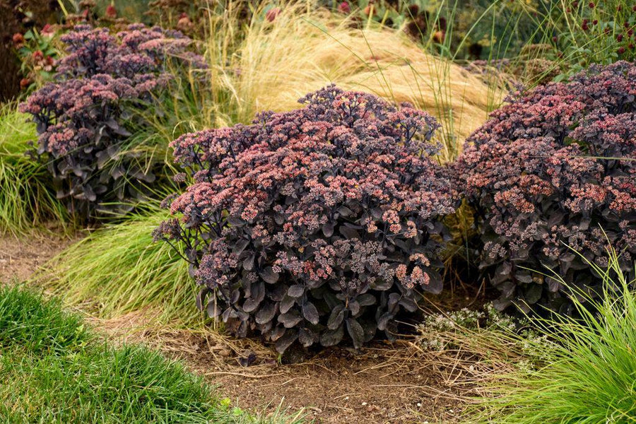 Rock 'N Grow® Back in Black Stonecrop