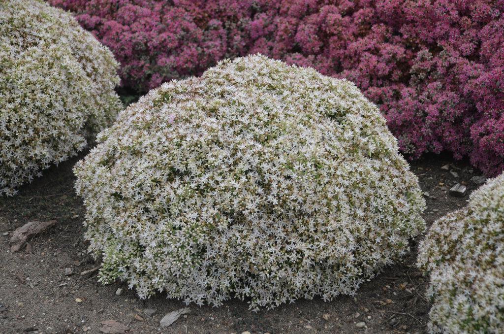 Rock 'N Grow® Bundle of Joy Stonecrop