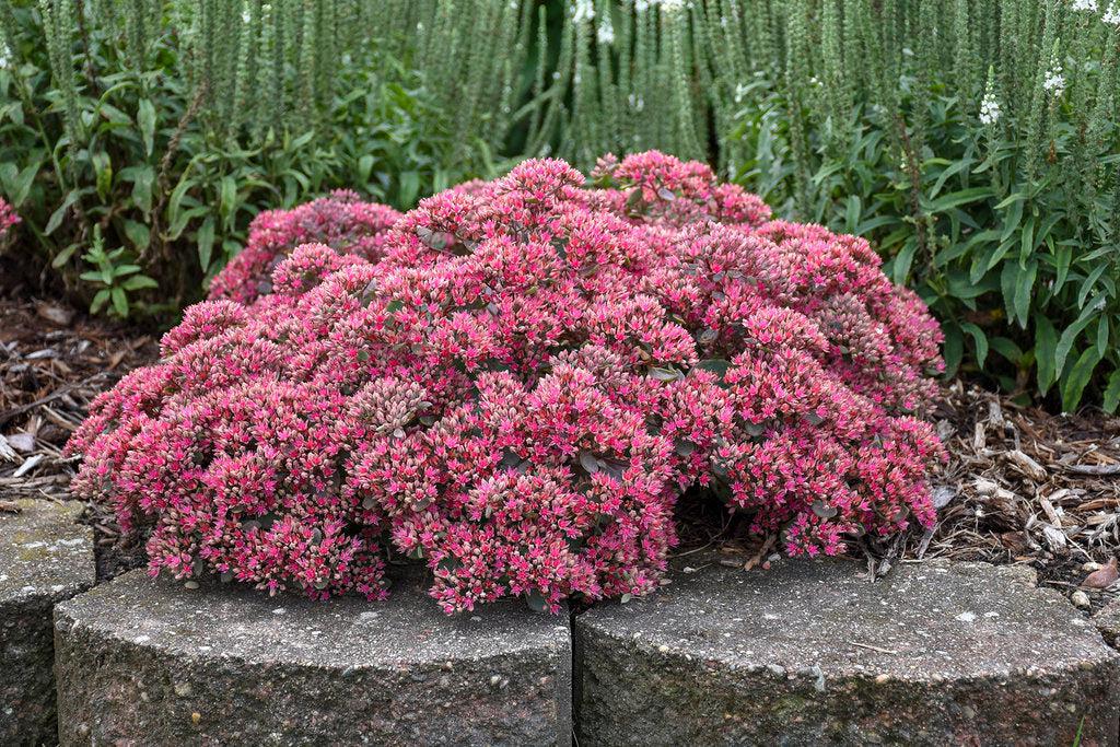 Rock 'N Grow® Popstar Stonecrop