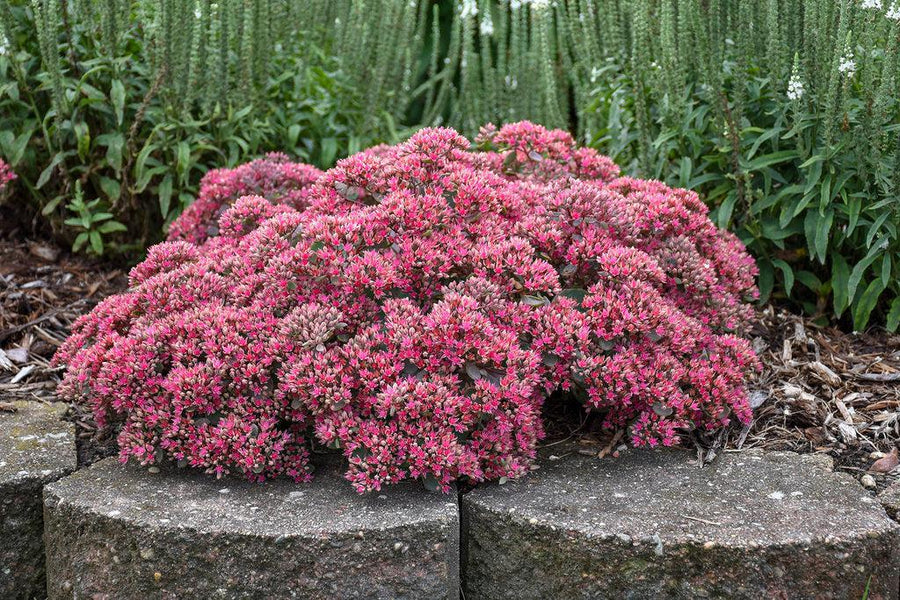 Rock 'N Grow® Popstar Stonecrop