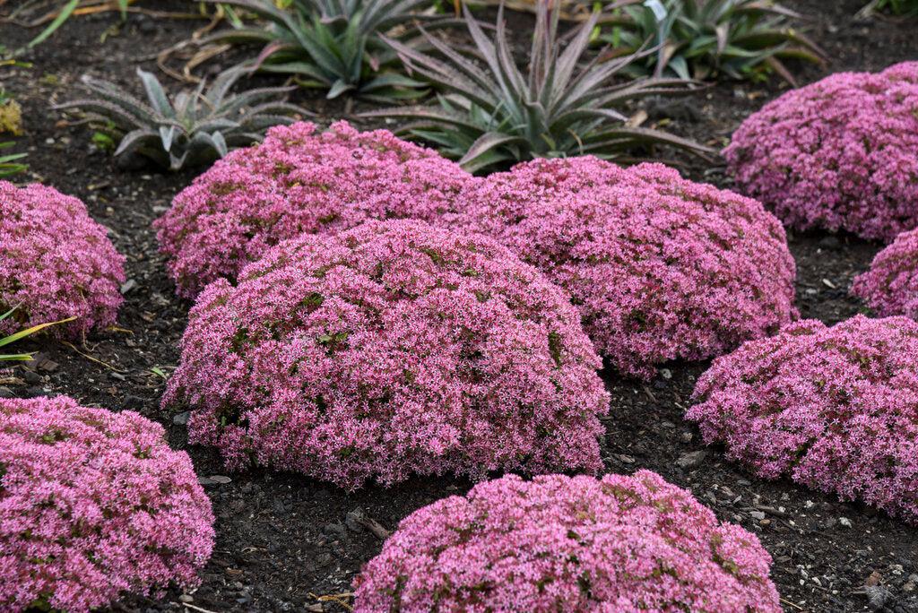 Rock 'N Grow® Pride and Joy Stonecrop