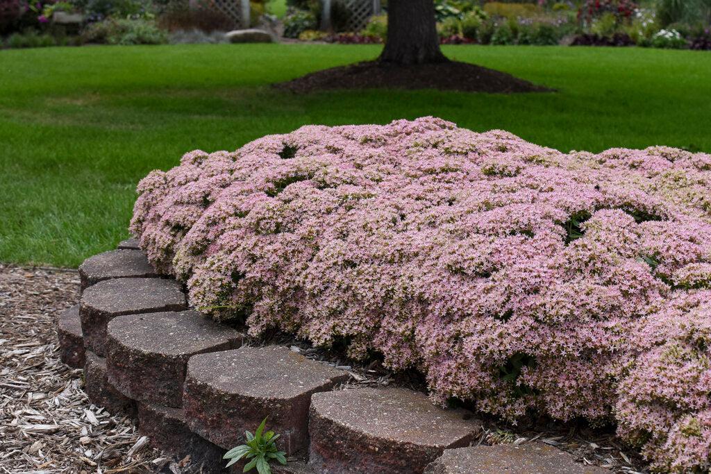 Rock 'N Round® Pure Joy Stonecrop