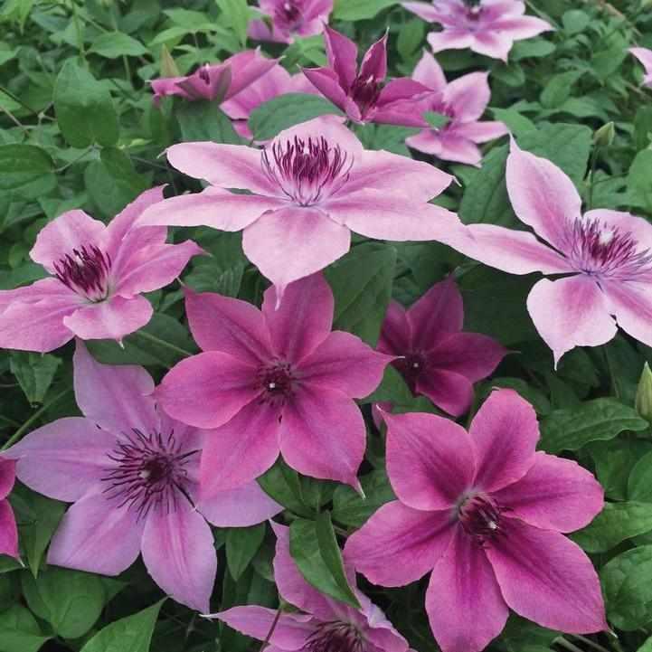 Rosalie® Donahros Clematis
