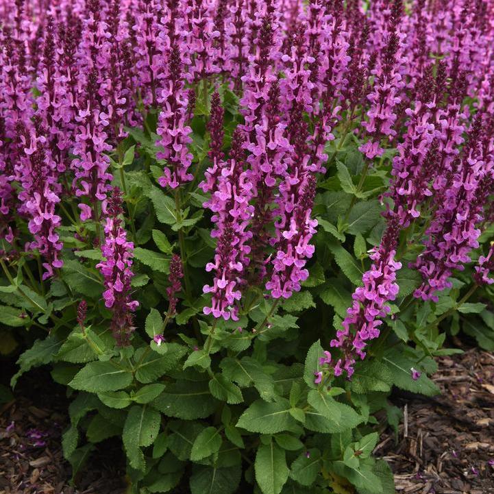 Rose Marvel Meadow Sage