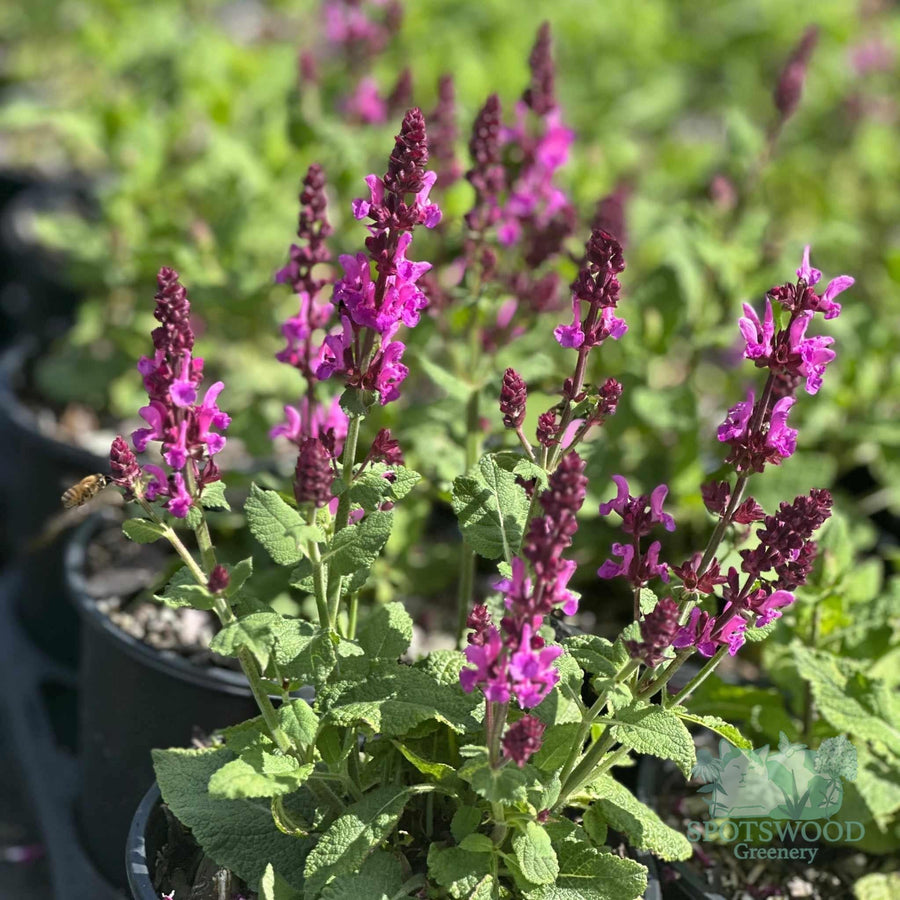 salvia-nemorosa-marvel-series-rose-marvel