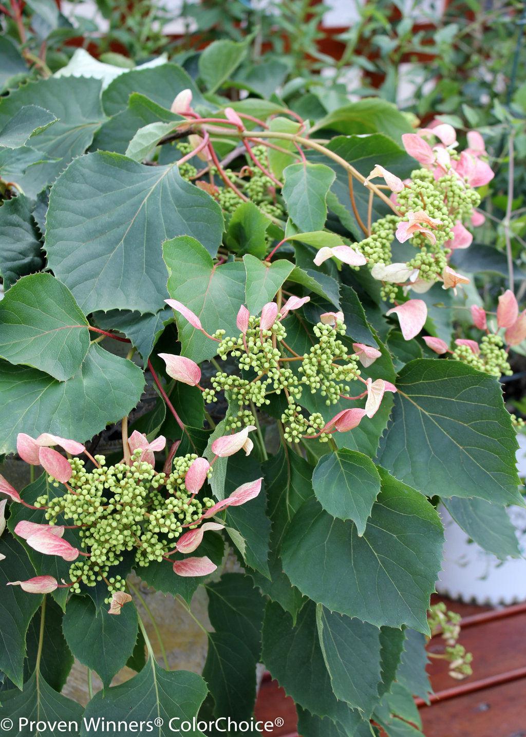 Rose Sensation® False Hydrangea Vine