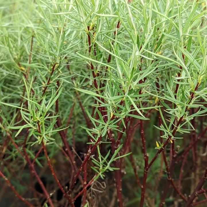 Rosemary Willow