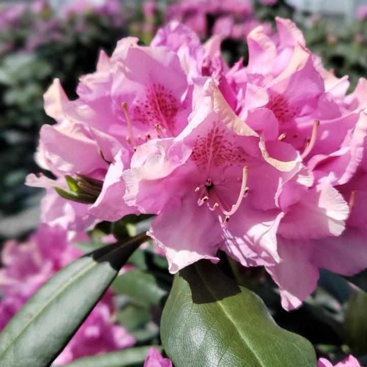 Roseum Elegans Rhododendron
