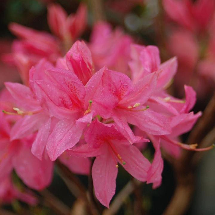 Rosy Lights Azalea
