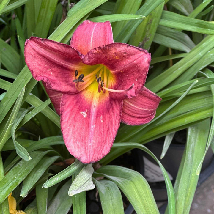 Rosy Returns Daylily
