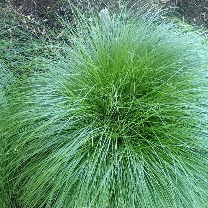 Rosy Sedge