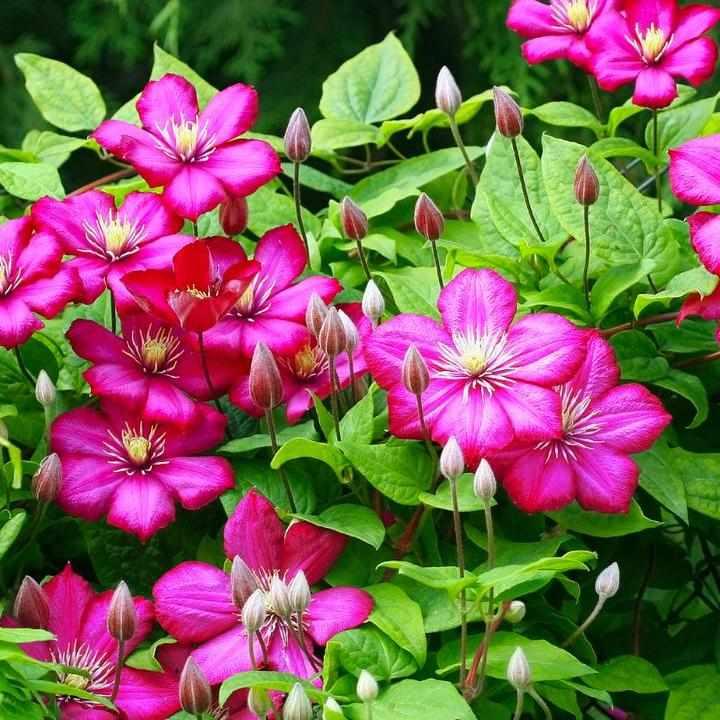 Rouge Cardinal Clematis