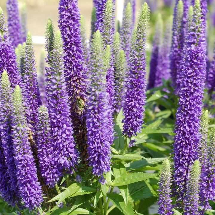 Royal Candles Speedwell