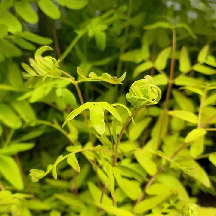 Royal Fern