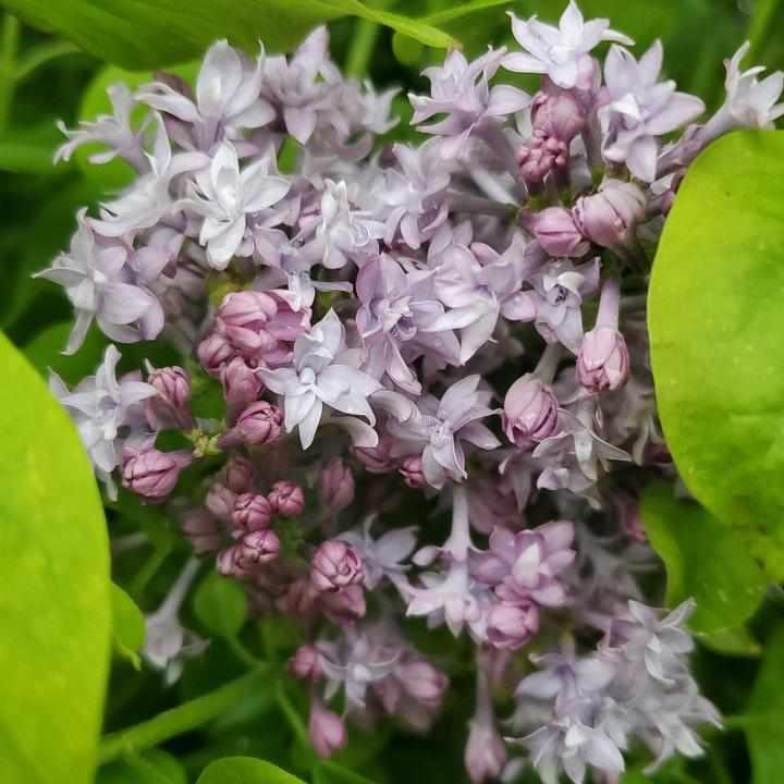 Royal Purple Lilac