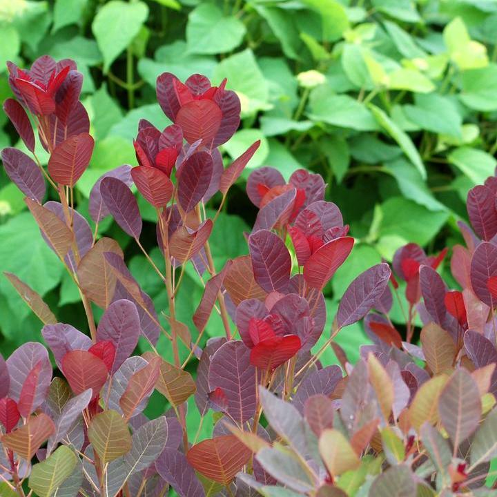 Royal Purple Smokebush