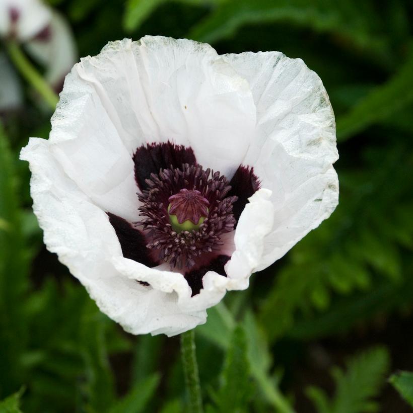 Royal Wedding Poppy