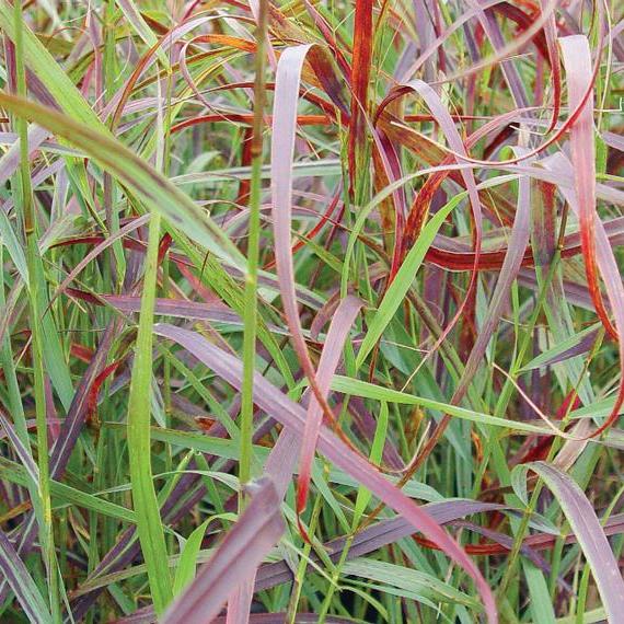 Ruby Ribbons® Switch Grass
