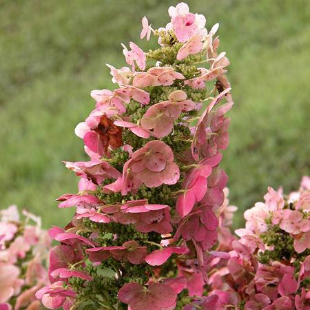Ruby Slippers Oakleaf Hydrangea