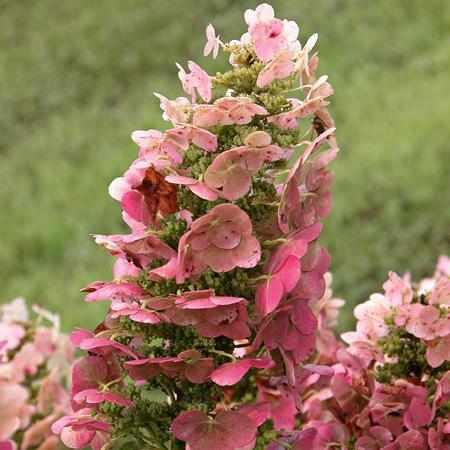 Ruby Slippers Oakleaf Hydrangea