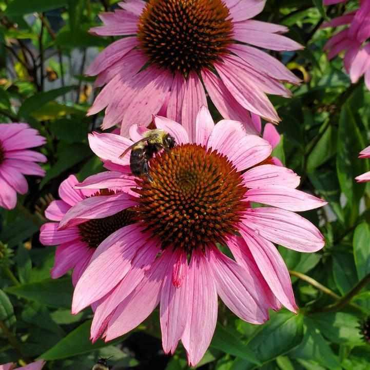 Ruby Star Coneflower