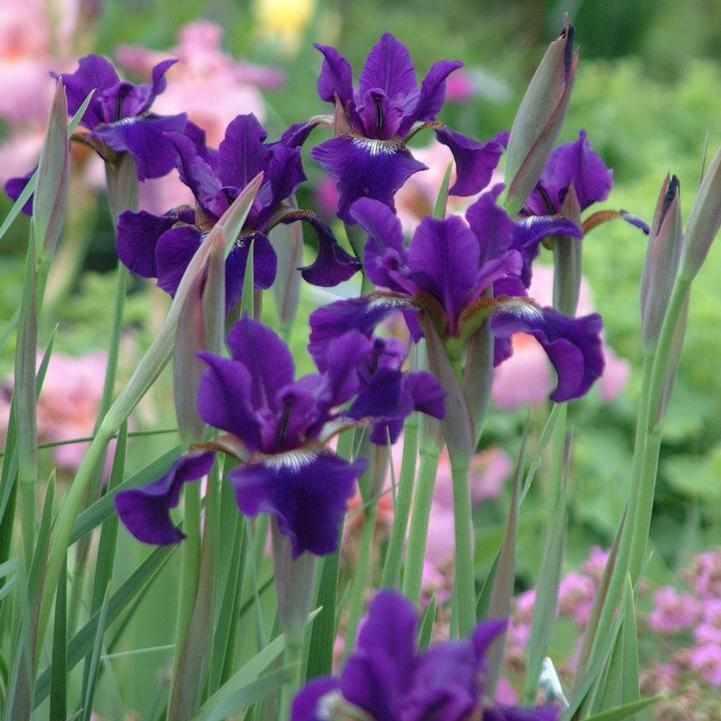 Ruffled Velvet Iris