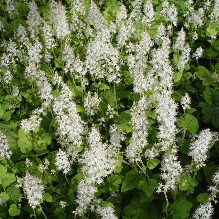 Running Tapestry Foamflower