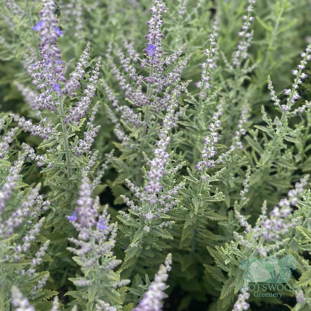 perovskia-atriplicifolia-sage-advice