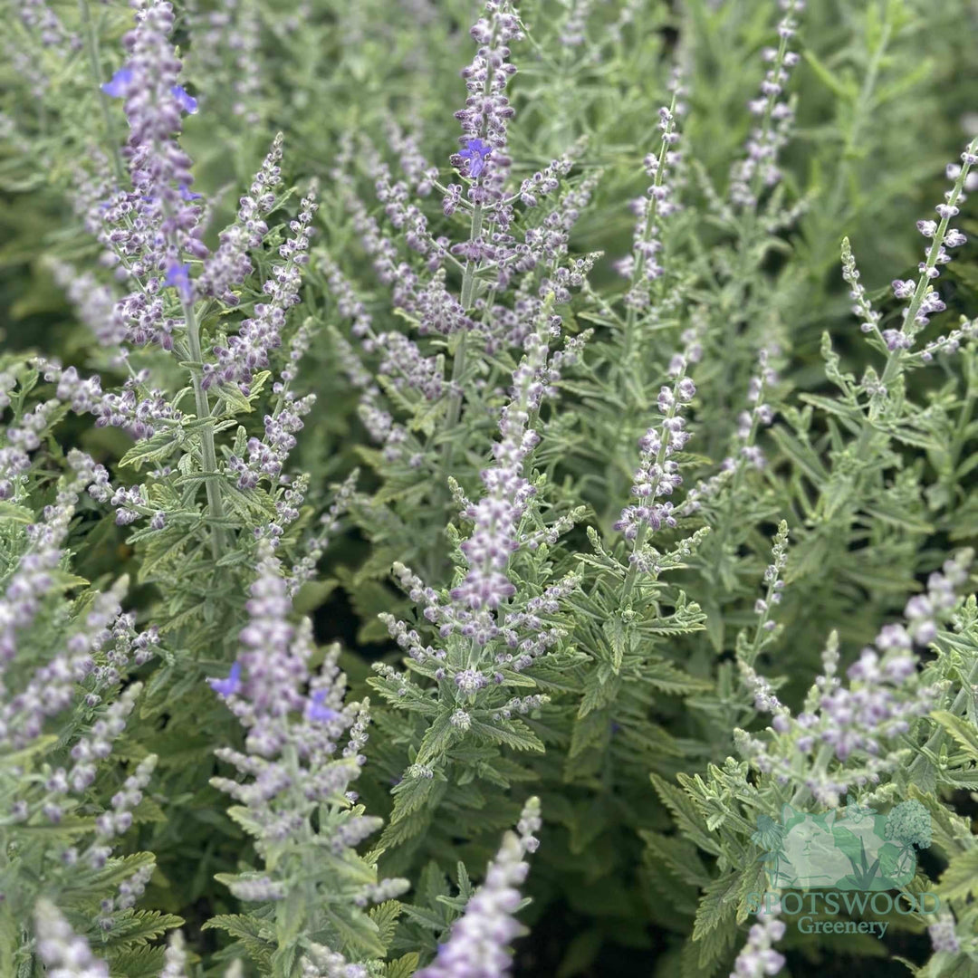 perovskia-atriplicifolia-sage-advice