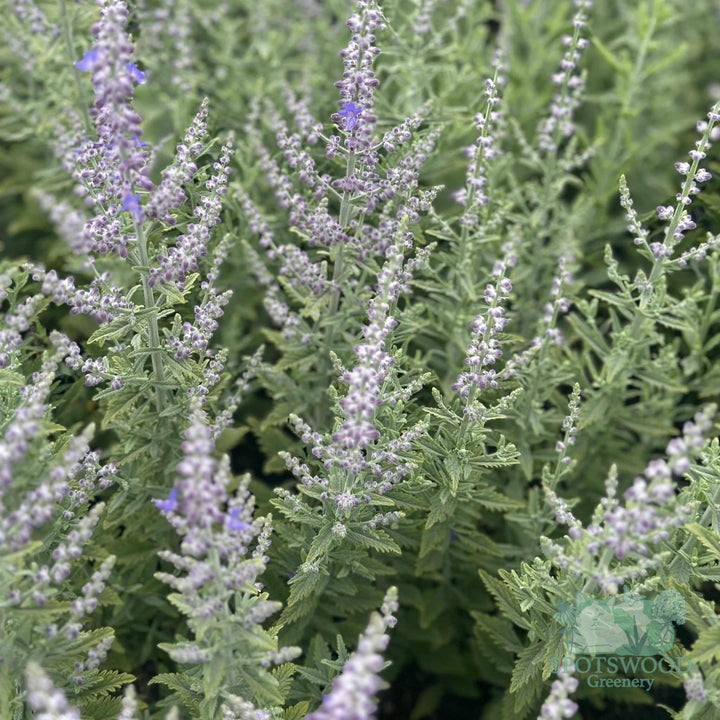 perovskia-atriplicifolia-sage-advice
