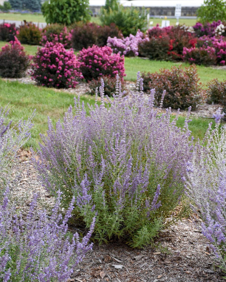 Sage Advice Russian Sage