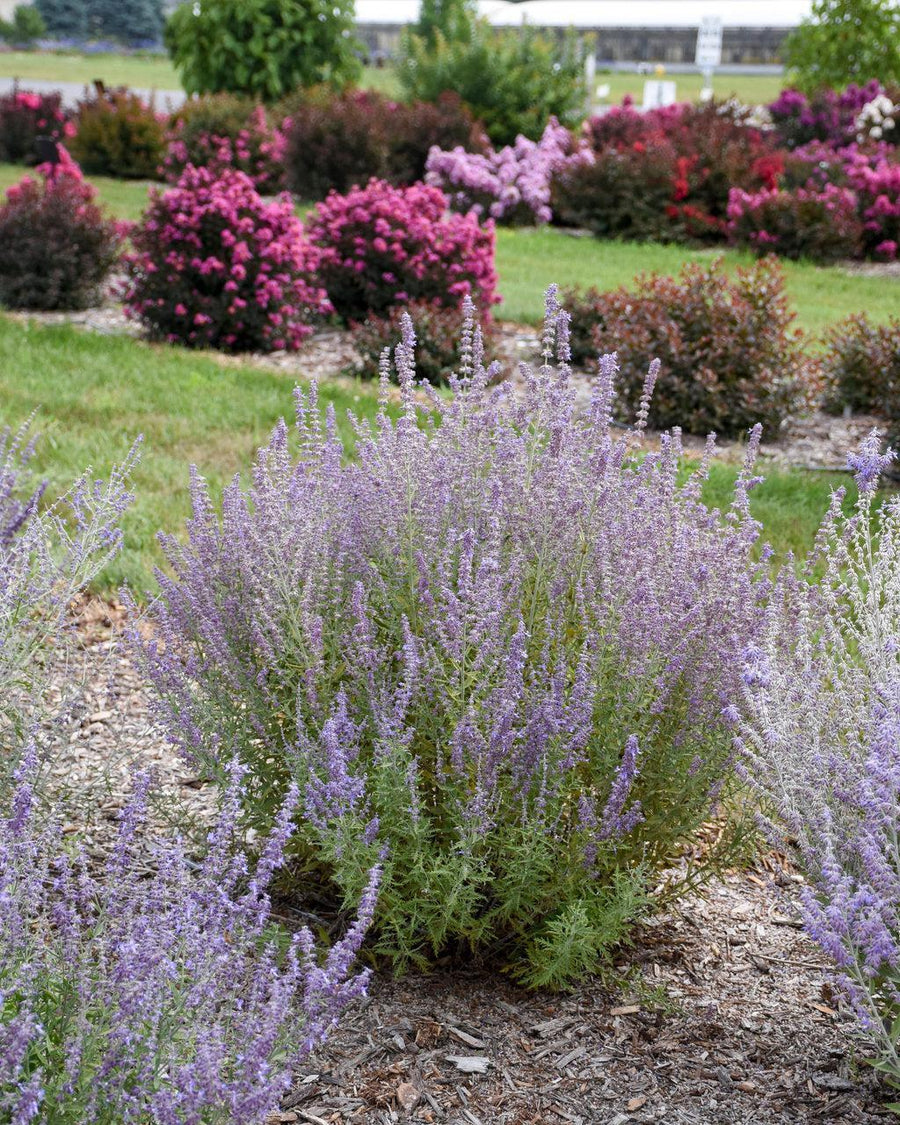 Sage Advice Russian Sage