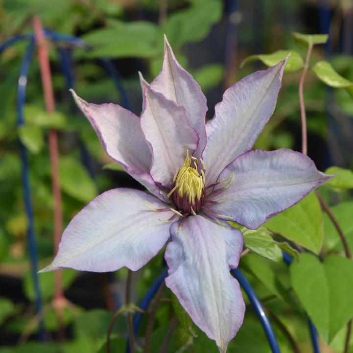 Samaritan Jo® Clematis