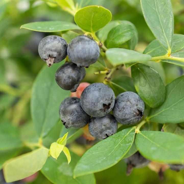 Sapphire Cascade Blueberry
